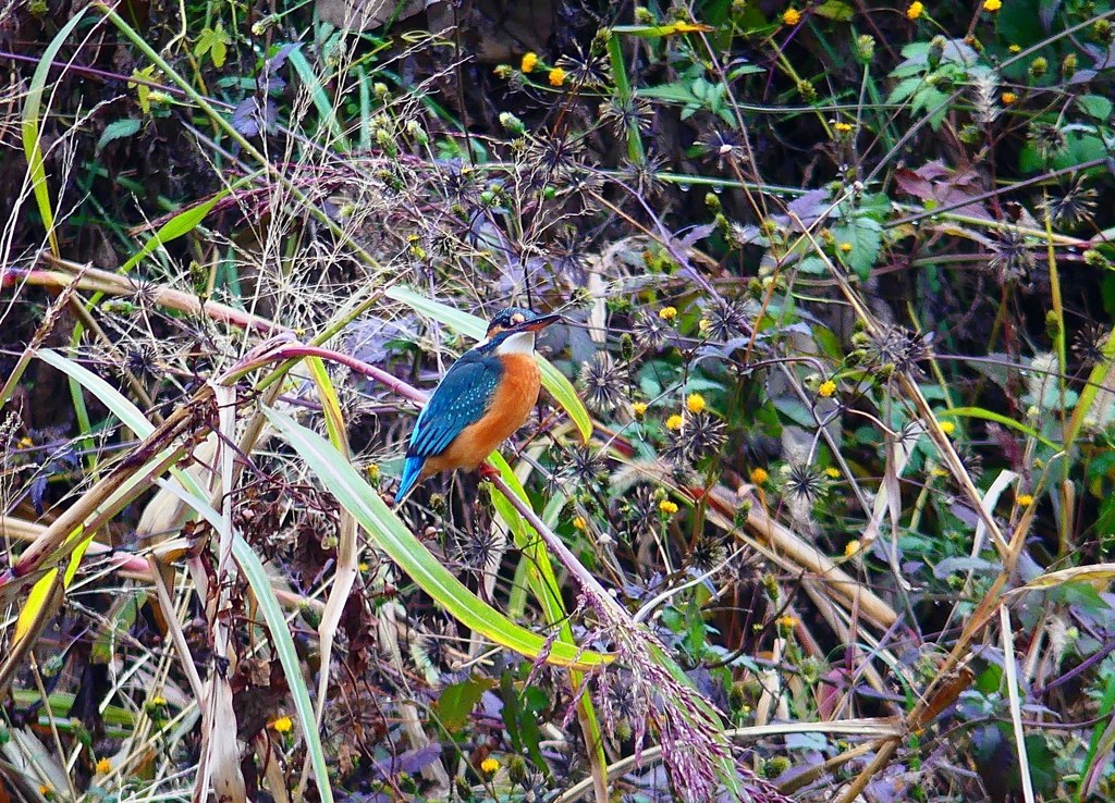 P4570006：カワセミ（メス）_R