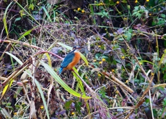 P4570006：カワセミ（メス）_R