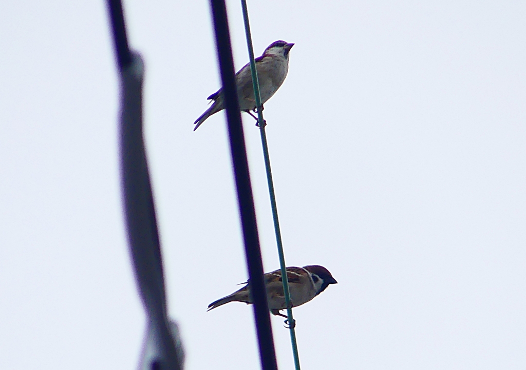 P1400220：ニュウナイスズメ_R