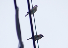 P1400220：ニュウナイスズメ_R