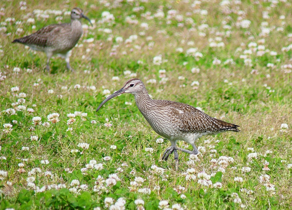 P4090403：チュウシャクシギ_R