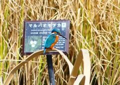 P1750762：カワセミ（オス）_R