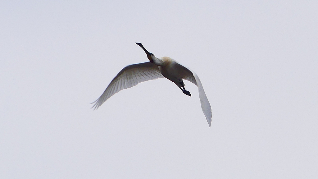 P1680252：飛ぶヘラサギ_R
