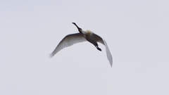 P1680252：飛ぶヘラサギ_R