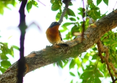 P4440577：ムギマキ（若鳥）_R