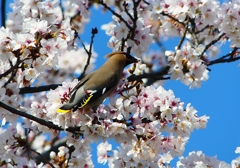 P3980580：桜にキレンジャク_R