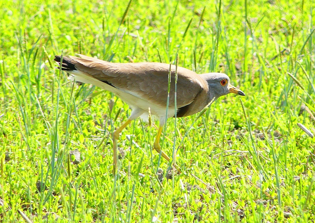 P2000347：ケリ_R