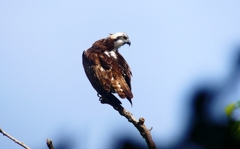 P4400267：ミサゴ_R