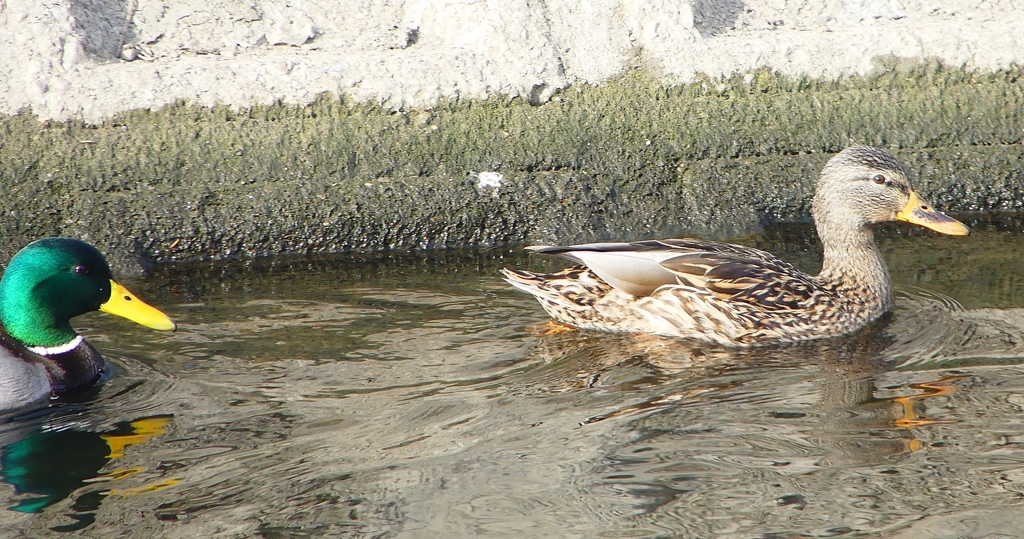 P1570753：マガモ_R