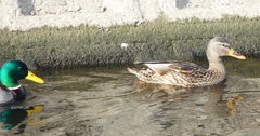 P1570753：マガモ_R