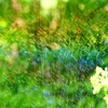 P4270112：散水の虹_R