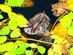 P1130873：カイツブリ_R