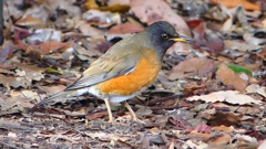 P1830457：オオアカハラ-16_R