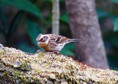 P4670728：ミヤマホオジロ（メス）_R