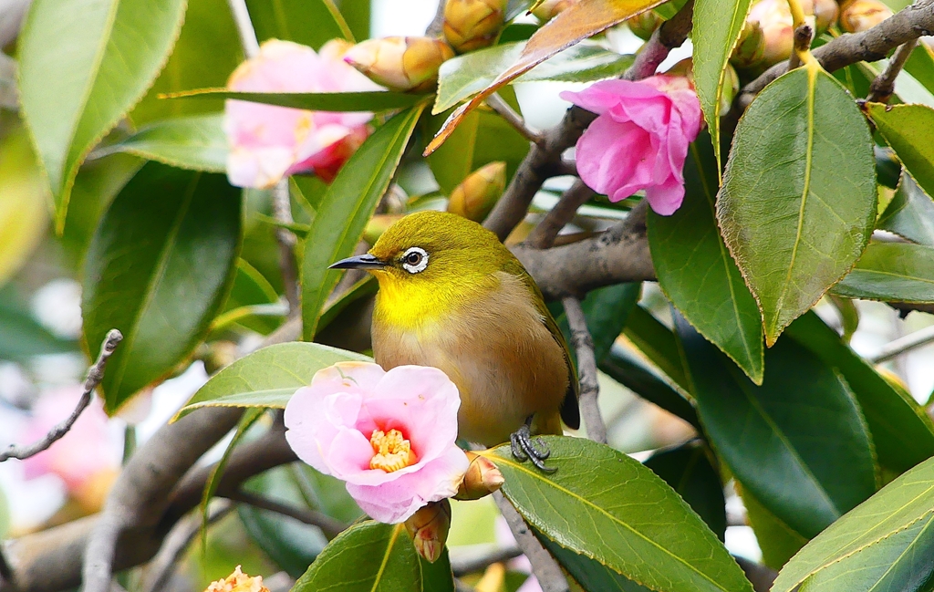 P4710027：メジロ_R