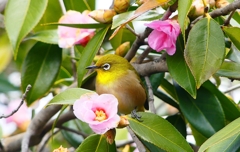 P4710027：メジロ_R