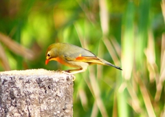 P1890027：ソウシチョウ_R