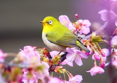 P1860858：河津桜にメジロ_R