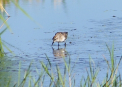 P1250816：トウネン_R