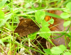 P4090556：クロコノマチョウ_R