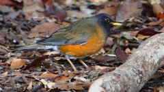 P1830479：オオアカハラ-20_R