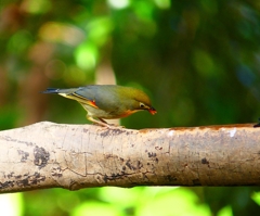 P3770356：ソウシチョウ_R