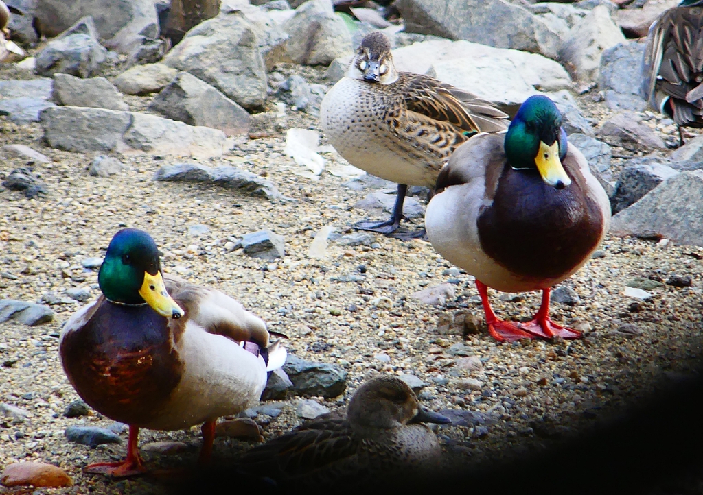 P1770183：トモエガモ、マガモ_R