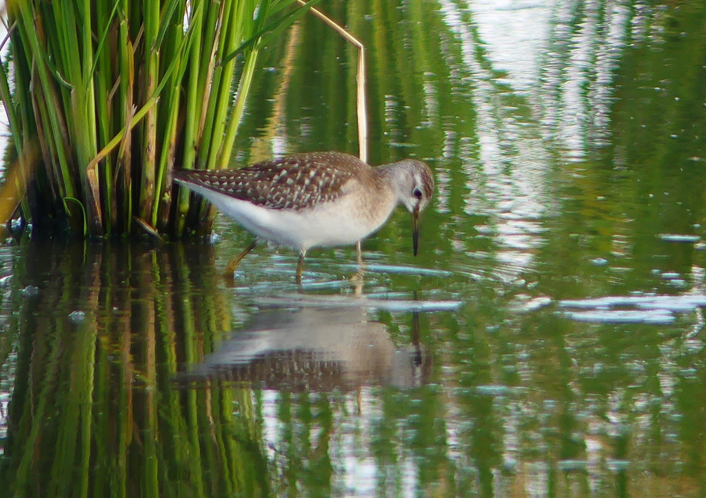 P1250225：タカブシギ_R