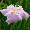 P4170709：菖蒲_R