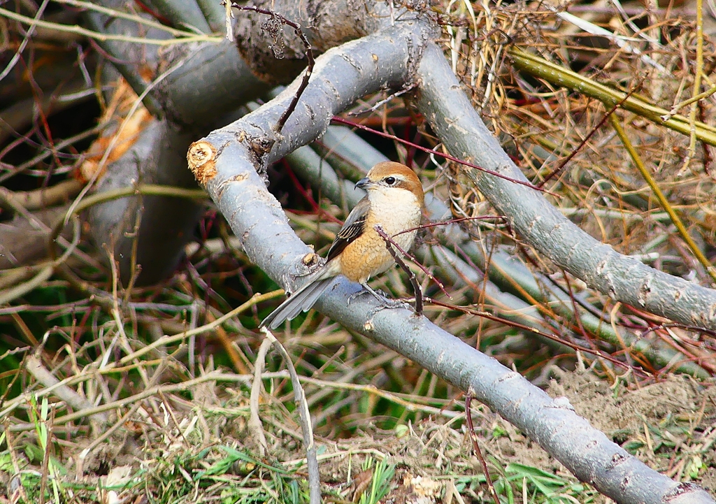 P4770007：モズ（メス）_R