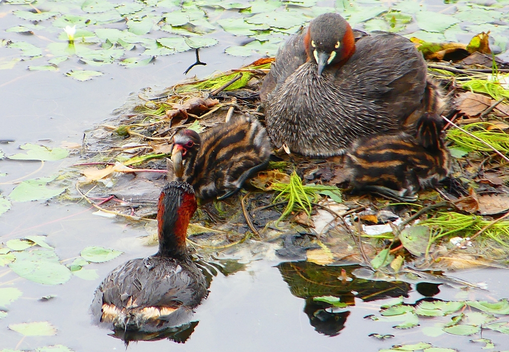 P1020828：カイツブリ親子_R