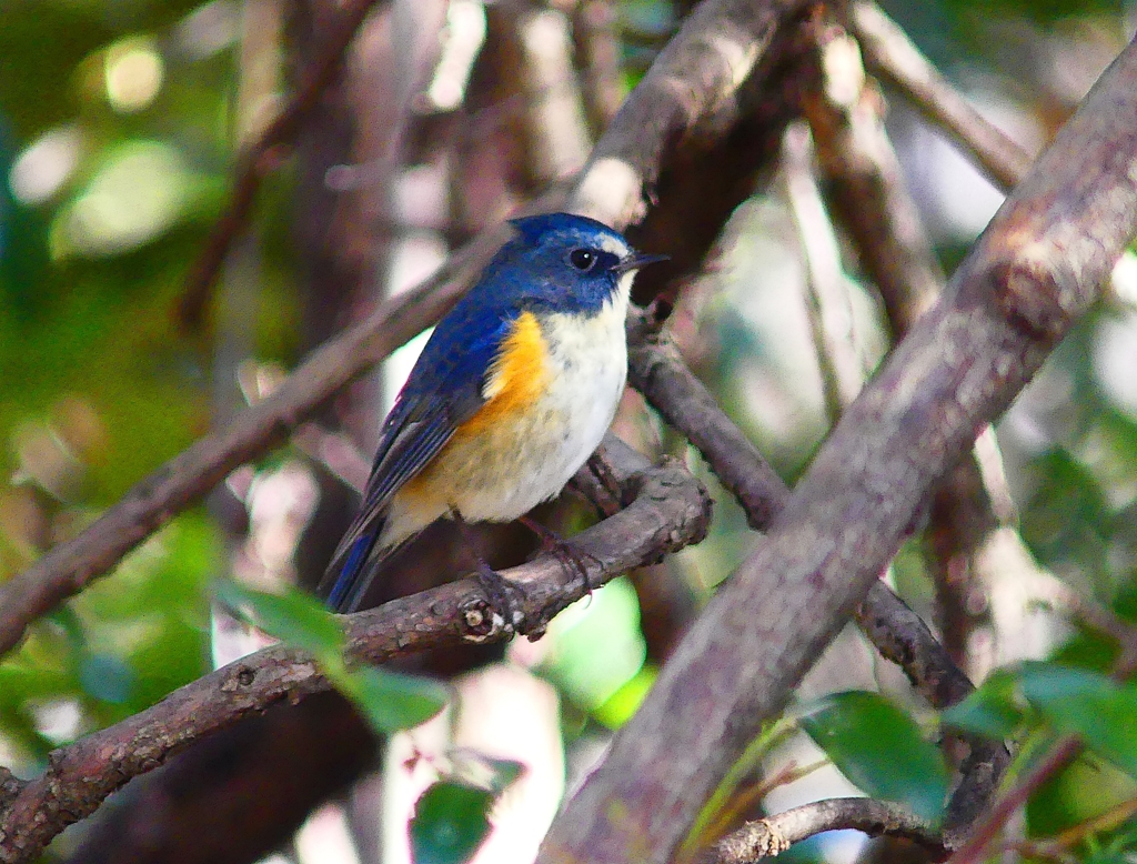 P3670021：ルリビタキ（オス）_R