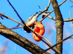 P4580650：シジュウカラ_R