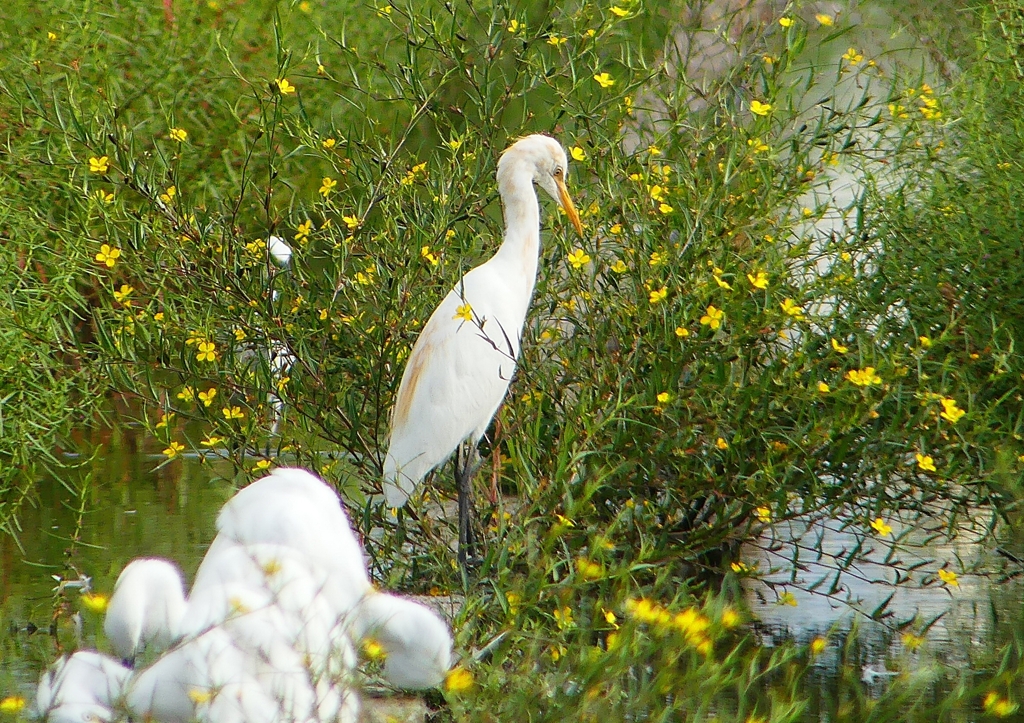 P1230453：アマサギ_R