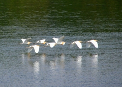 P2020774：飛ぶアマサギ_R