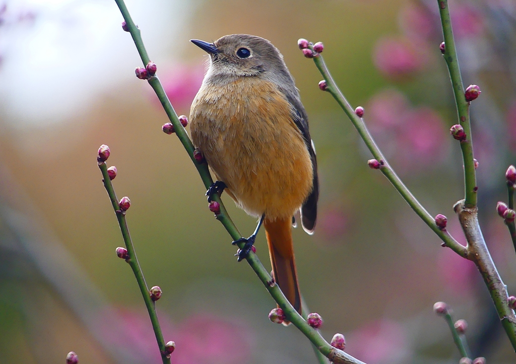 P1780204：ジョウビタキ（メス）_R