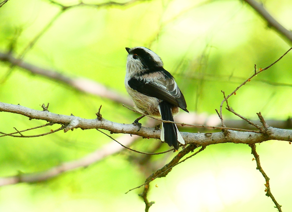 P4420545：エナガ_R