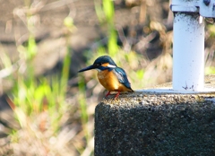 P4100136：カワセミ（オス）_R