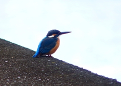 P4610206：カワセミ（メス）_R