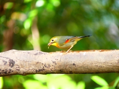 P3770377：ソウシチョウ_R