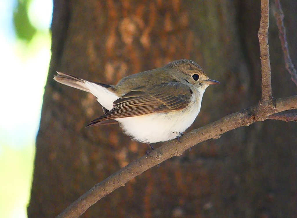 P4610881：ニシオジロビタキ_R