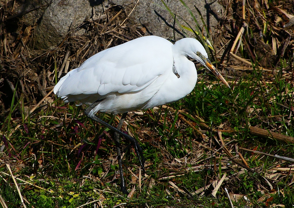 P1710366：ダイサギ_R