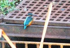 P4580615：カワセミ（メス）_R