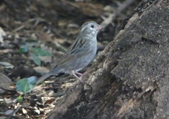 P1740375：クロジ_R