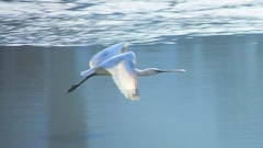 P4470150：ヘラサギ_R