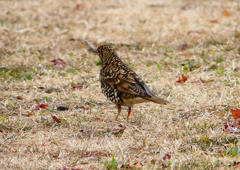 P1750992：トラツグミ_R