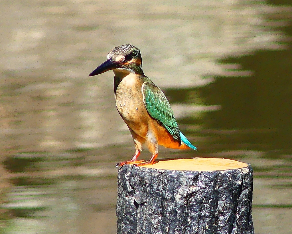 P4250872：カワセミ（メス）_R