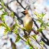 P3990710：ヒレンジャク_R