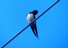 P1140004：ツバメ_R