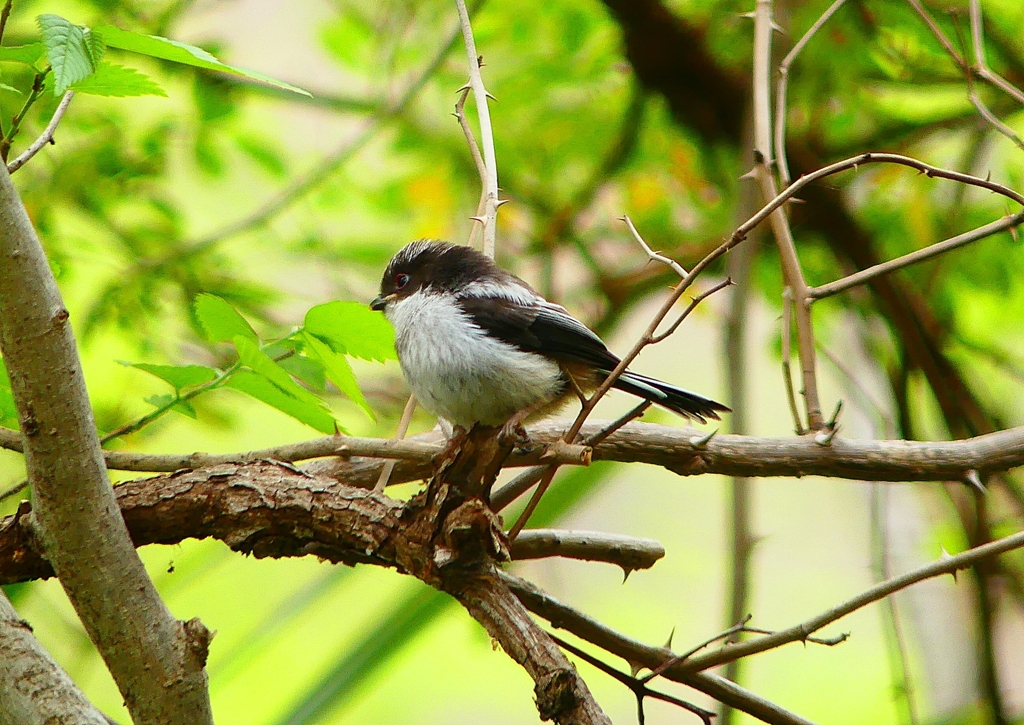 P4900704：エナガの幼鳥_R